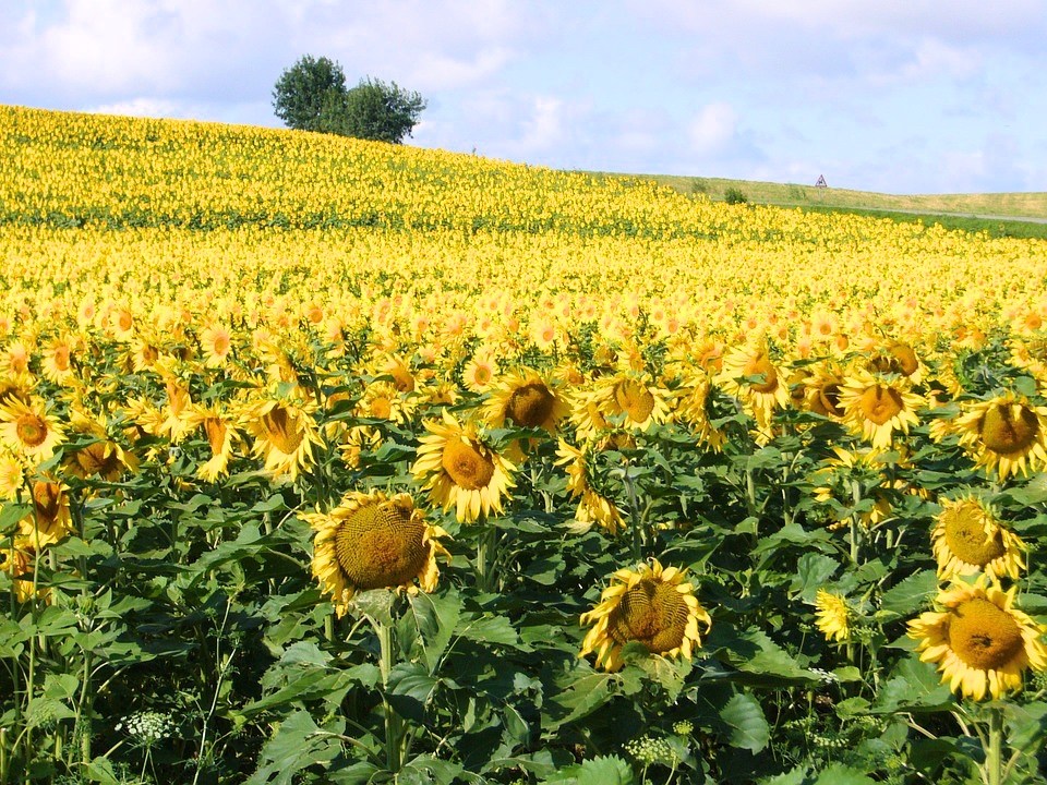 sunflowers-in-paris